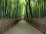 京都・嵐山観光は紅葉だけじゃない！蓮も竹も幻想的！！
