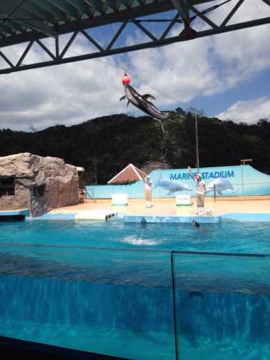 伊東小涌園と下田海中水族館を満喫♪飲める温泉にイルカショー♪