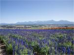 美瑛の丘に花畑を訪ねよう！富良野から絶景ドライブ観光ガイド