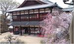 円山公園で桜と「都をどり」をしっとり楽しむ♪【京都祇園】