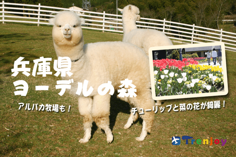 自然とふれあい子ども大喜び、家族みんなで兵庫県ヨーデルの森!