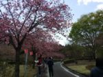 天平の丘公園（栃木県下野市）で色や形が見事な桜と自然を満喫！