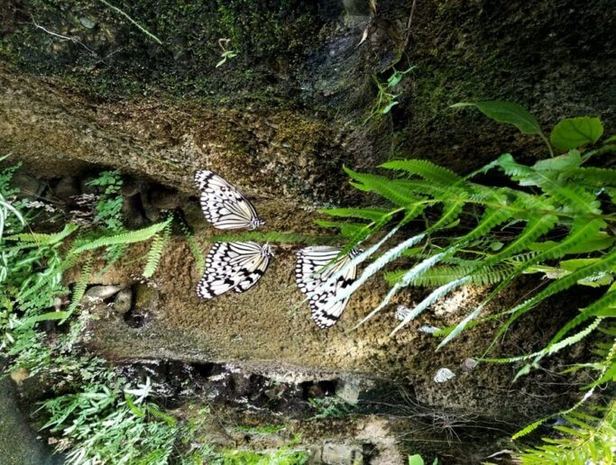 足立区生物園の蝶々