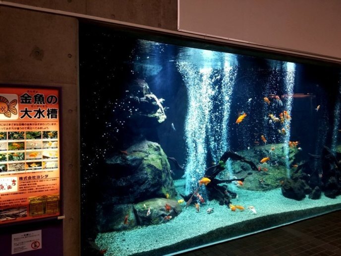 足立区生物園の金魚の大水槽