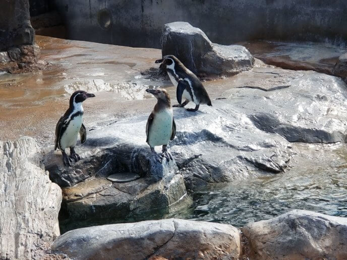 東武動物公園のペンギン