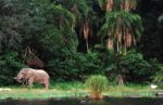 100万年の歴史を持つアフリカ・タンザニアの「ヴィクトリア湖」