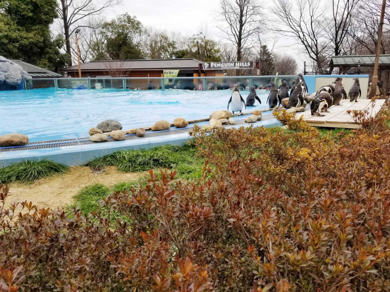 埼玉県こども動物自然公園のペンギン