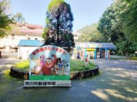 市川市動植物園　猿やモルモットが可愛い、子ども大喜びお出かけスポット