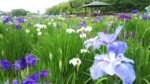東村山市の北山公園　東村山菖蒲まつりで10万本の花しょうぶに圧巻