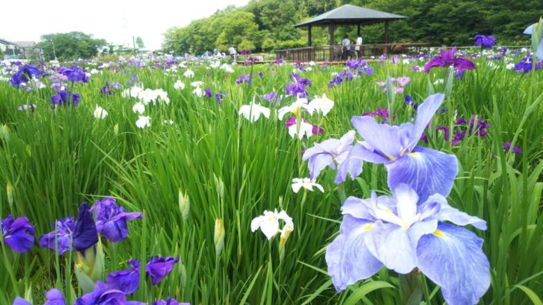 東村山市の北山公園　東村山菖蒲まつりで10万本の花しょうぶに圧巻