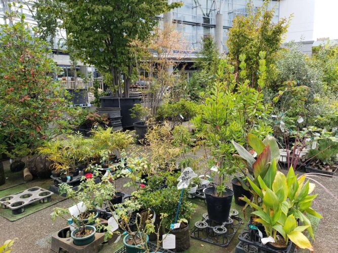 川口緑化センターは埼玉で観葉植物も植木も買える最大級の大型店