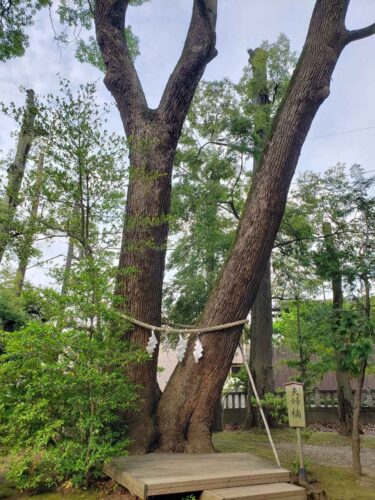 夫婦楠