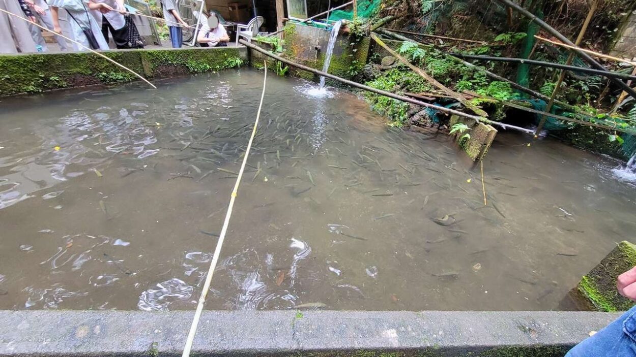 滝のあとは体験へ。黒山園の釣り堀