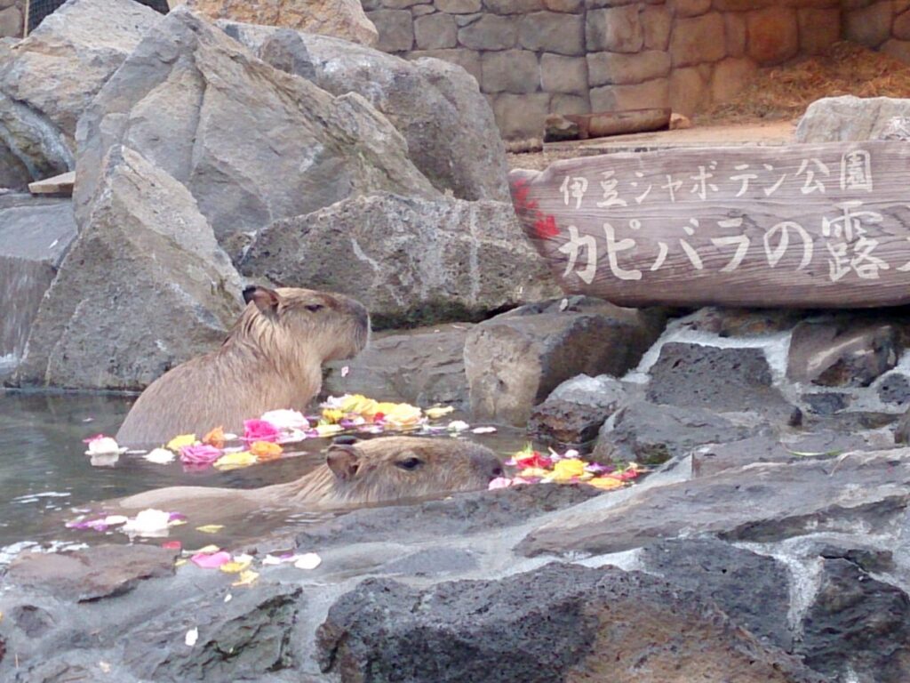 カピバラの露天風呂でおなじみ「伊豆シャボテン動物公園」
