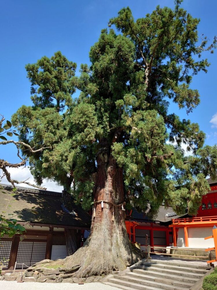 春日大社の見どころ